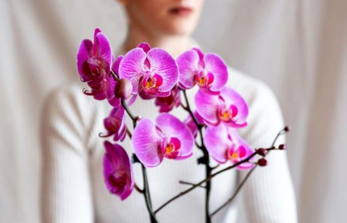 Les plus belles orchidées du monde exposées sur le lac de Côme