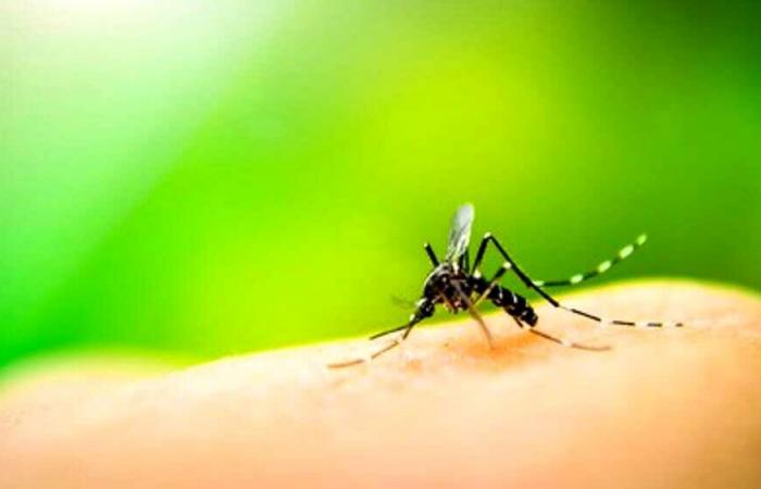 Dans les Pouilles, le plan de prévention contre les virus transmis par les moustiques est lancé : “Pas d’alarme dans la région”