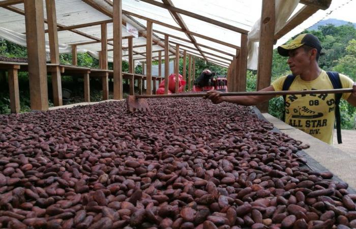 Comment les producteurs de chocolat réagissent-ils à la forte hausse des prix du cacao ?