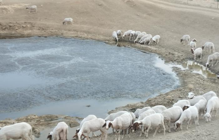 “Les chèvres sont obligées de boire de la boue, elles meurent de soif à cause de la sécheresse en Sicile”
