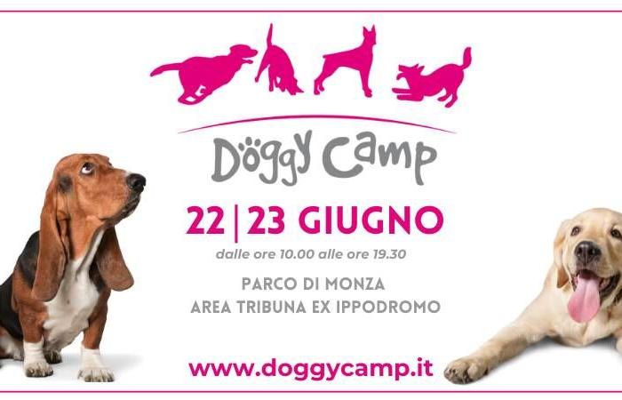Le Doggy Camp est de retour à Monza : deux jours de plaisir et de détente avec 6 pattes