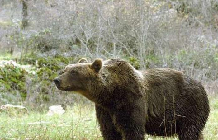 Début de la campagne provinciale de sécurité dans le Trentin : cinq mille panneaux pour signaler les “zones à ours” – Actualités
