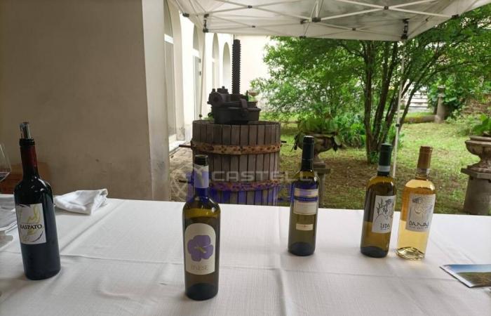 Velletri – Du 28 au 30 juin “Tout le monde dans la cave – Fête de la culture du vin” revient