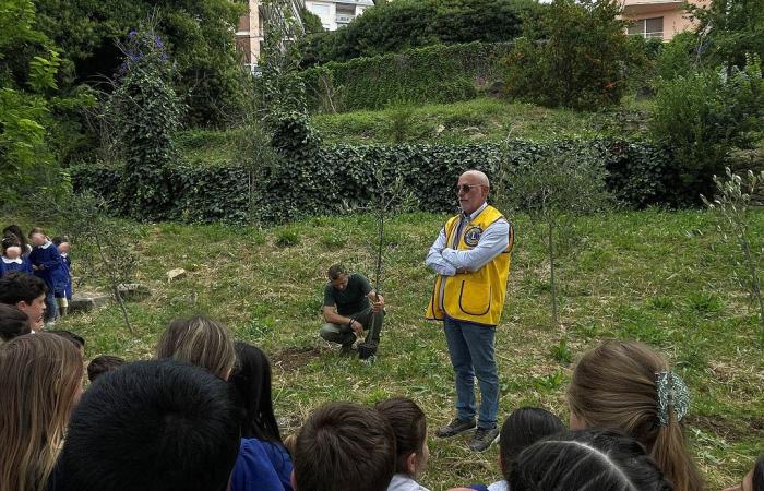 Sanremo, la troisième plantation du Lions Club dans le jardin de l’école primaire de via Panizzi – Sanremonews.it