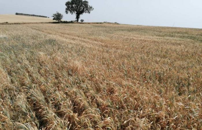 Crise agricole, en Basilicate « proche du point de non-retour »