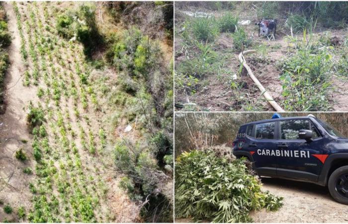 Plantation de marijuana avec plus de 500 plants découverts et détruits