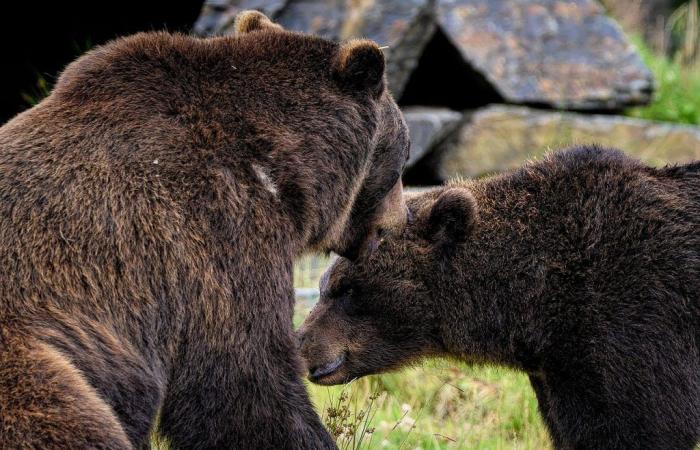 VIDÉO | Entre jeux de séduction et câlins « chauds », la passion éclate entre deux ours dans les Abruzzes