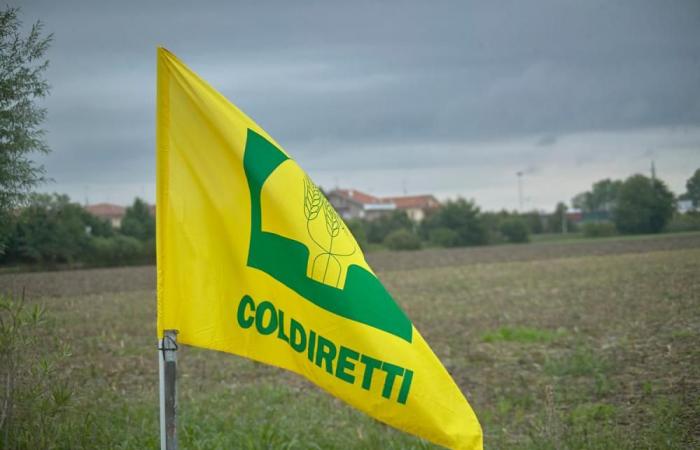 Mobilisation : les agriculteurs de Coldiretti Puglia par les préfets pour les urgences agricoles