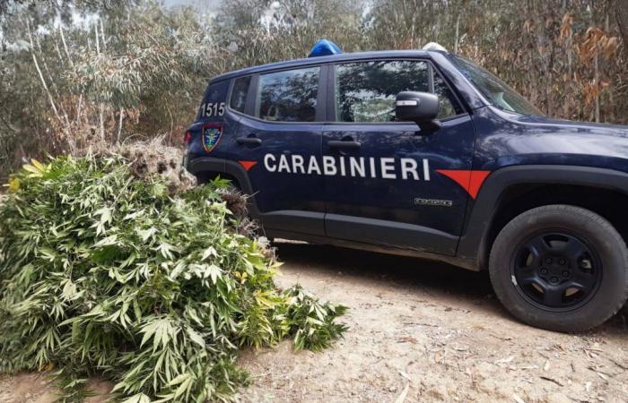 Culture de plus de 500 plants de marijuana découverte par les carabiniers de Crotone