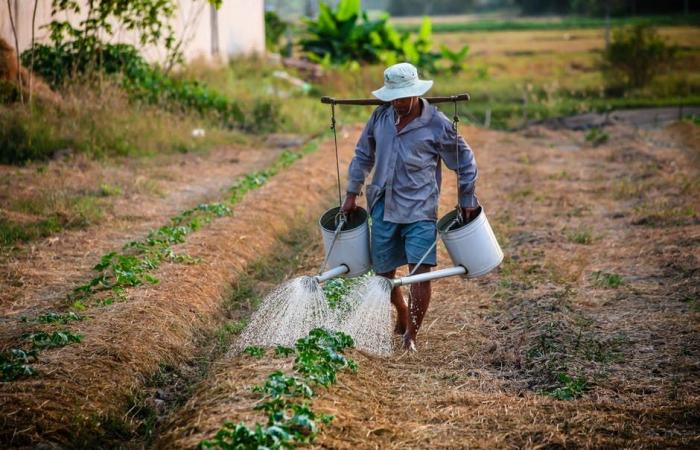 L’agriculture, fini l’illégalité et les décès au travail. Fai, Flai et Uila : réunion urgente avec Lollobrigida et Calderone