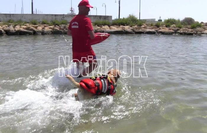 Crotone – Des plages plus sûres avec des chiens de sauvetage