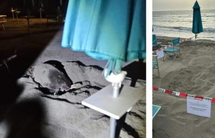 Ligurie: la tortue fait son nid parmi les parasols sur l’une des plages préférées des Turinois en vacances – Turin News