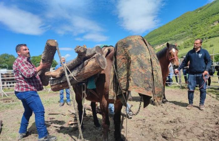 Après la tragique inondation de 2022, à Cantiano nous nous sommes également concentrés sur les mules pour les projets de sécurité hydraulique : nous regardons vers l’avenir en redécouvrant la tradition