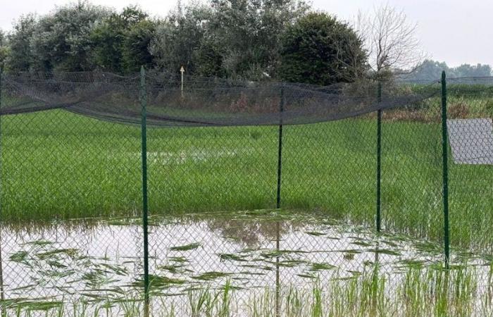 Une riziculture expérimentale dans la province de Pavie a été détruite