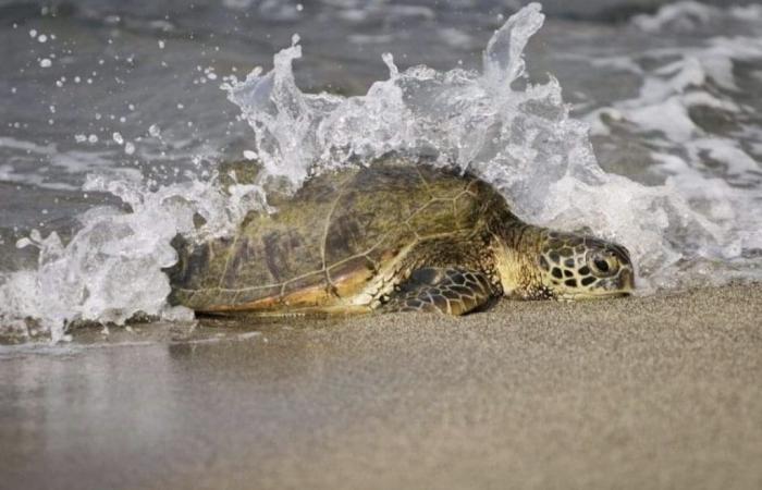 Le soleil revient à la mer, la tortue part de Marina di Grosseto