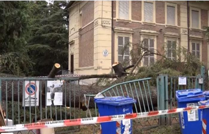 De grandes chutes de cèdres dans la cour de l’école primaire Rivalta. VIDEO Reggionline -Telereggio – Dernières nouvelles Reggio Emilia |