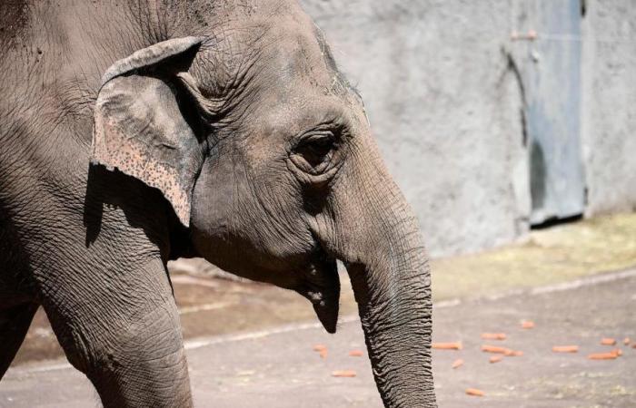 Un éléphant piétine un touriste américain de 64 ans en Zambie qui décède des suites de ses blessures.