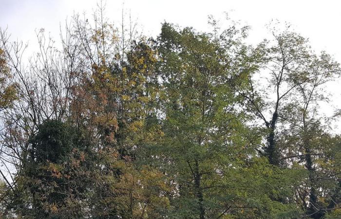 Protection et valorisation du patrimoine forestier d’Émilie-Romagne : 4,5 millions d’euros du projet européen Arcadia – SulPanaro