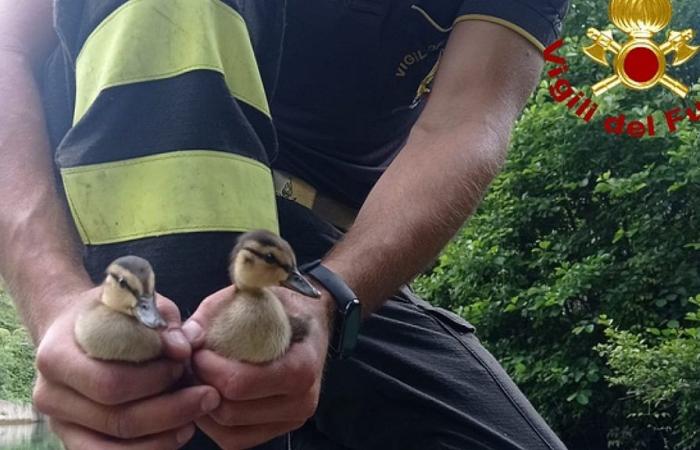 Deux poussins de canards colverts sauvés aux chutes des Marmore à Terni