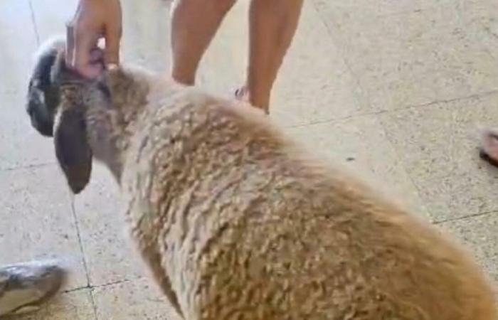 Lecce, au bureau de vote avec les moutons : la vidéo devient virale