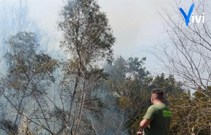 ViviWebTv – Palagianello | Flammes dans la campagne de Palagianello : pompiers et protection civile au travail