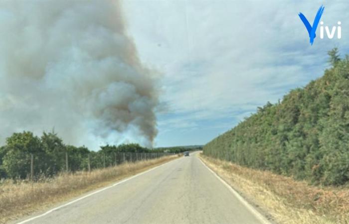 ViviWebTv – Palagianello | Flammes dans la campagne de Palagianello : pompiers et protection civile au travail