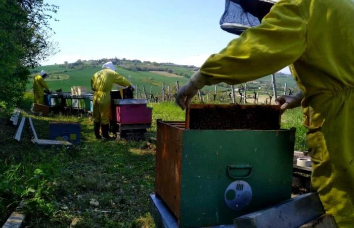 «La production de miel et la survie des abeilles sont menacées»
