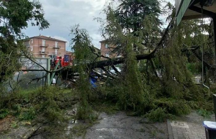 Un cèdre s’effondre à Rivalta dans la cour de l’école : « Fortuna était fermée »