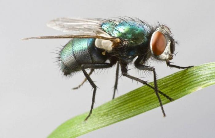 Mouches de chair et alarme au Costa Rica, une fillette décédée des suites d’infections causées par les larves : tous les symptômes