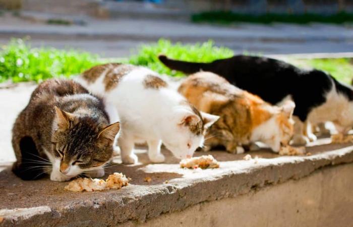 Messine n’est pas une ville pour chiens et chats : le financement du refuge municipal a été supprimé. En six ans par le conseiller Minutoli, trop peu pour les animaux.