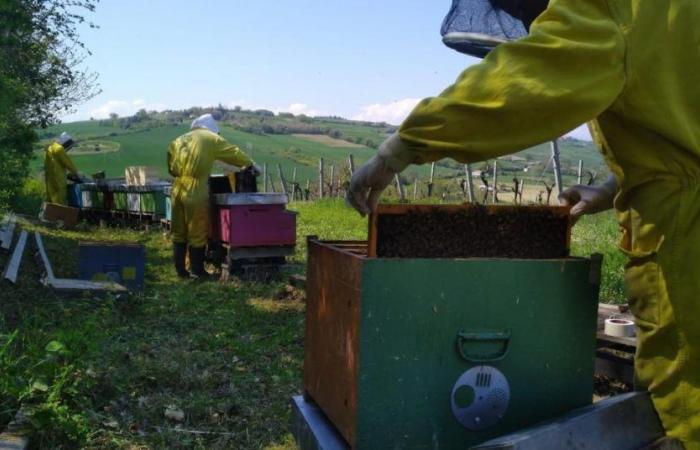 Marches, alarme des apiculteurs : « La production de miel et la survie des abeilles sont en danger » – Picchio News