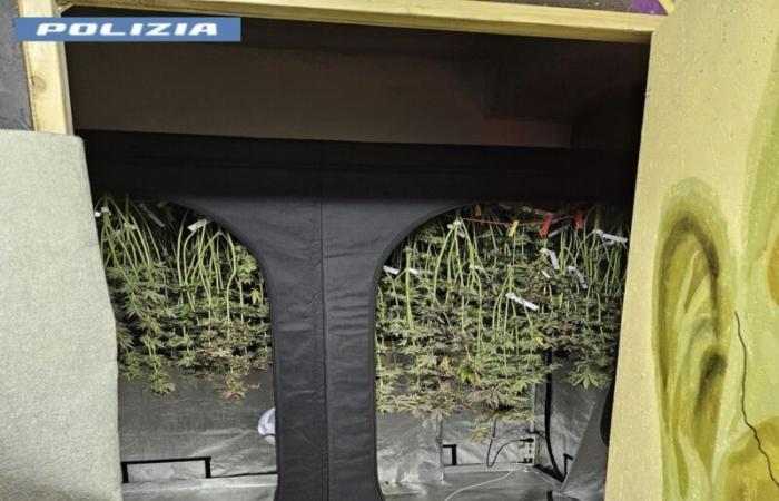 Entrepôt de drogue découvert à Bolzano : un homme de 42 ans signalé