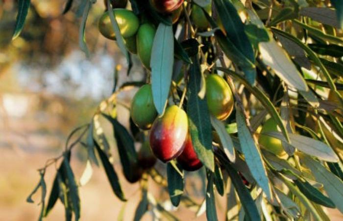 L’intensité et la durée de la sécheresse influencent différemment la croissance des olives