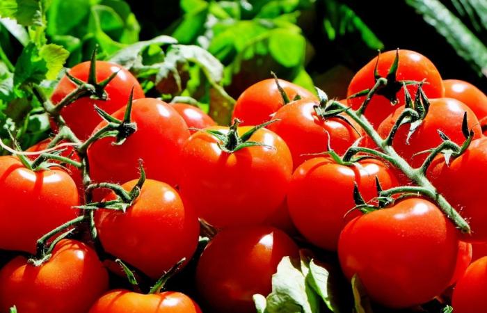 Les exportations siciliennes augmentent mais les ventes de tomates de Raguse et de Syracuse – Ragusa Oggi sont en baisse