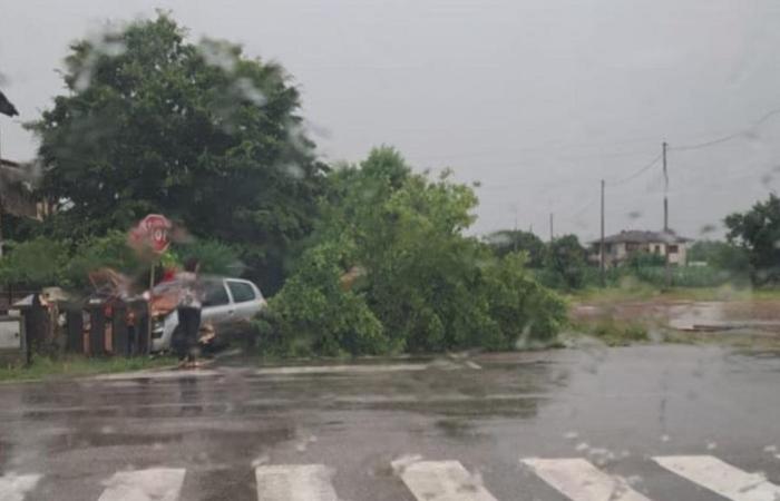 Mauvais temps dans la province de Trévise: trains bloqués à Conegliano, arbre sur une voiture à Maser