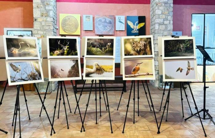 “Wild Lazio” : Walter Fiore célèbre la liberté indomptable de la faune sauvage dans une exposition photographique