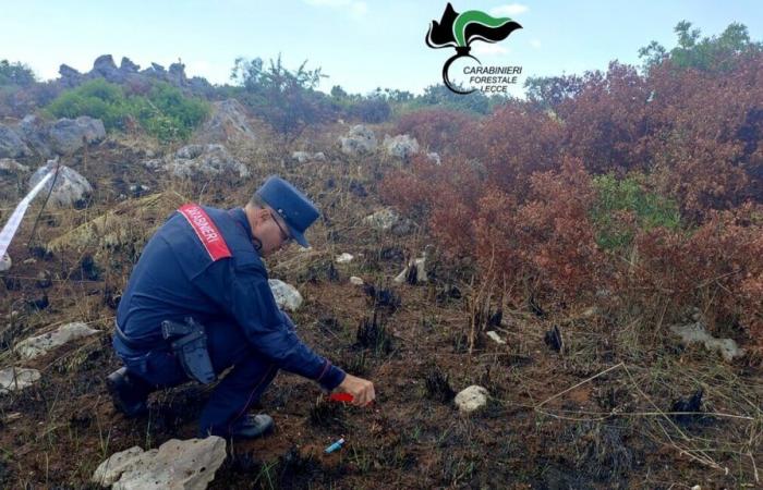 Un citoyen signale de la fumée dans une campagne, les forestiers attrapent le responsable de l’incendie : rapporté