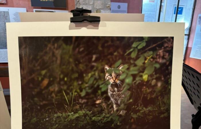 “Wild Lazio” : Walter Fiore célèbre la liberté indomptable de la faune sauvage dans une exposition photographique