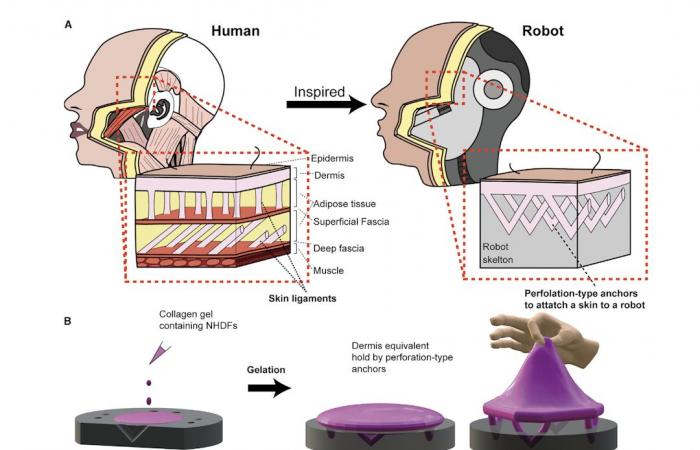 Peau cultivée, le secret pour donner aux robots un visage capable de reproduire les expressions humaines