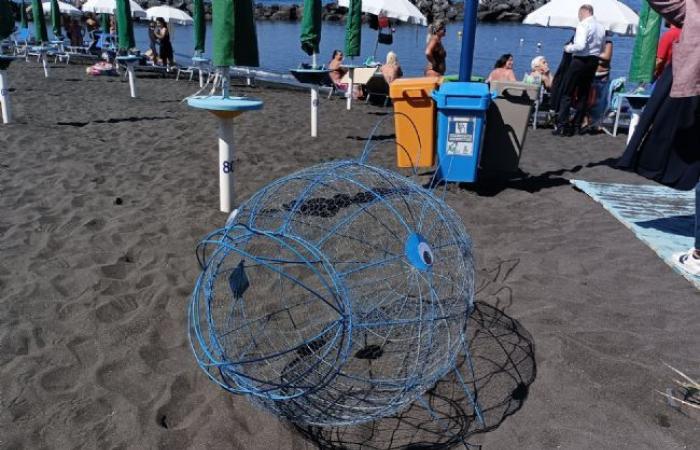 Torre del Greco – Les poissons mangeurs de plastique arrivent sur les plages