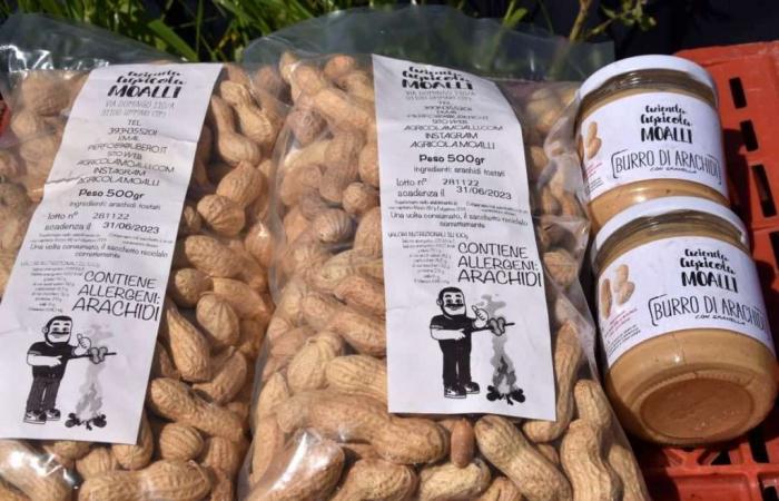 Des cacahuètes en Sicile ? Pier Filippo Moalli : « Du Sénégal, je les cultive à Fulgatore »