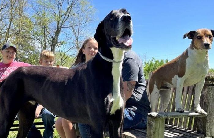 Adieu à Kevin, le chien le plus grand du monde : une mort absurde