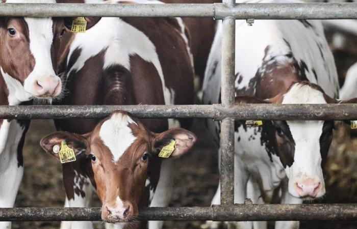 Danemark, taxe pour les agriculteurs sur les flatulences du bétail pour lutter contre les émissions : jusqu’à cent euros pour chaque tonne de CO2