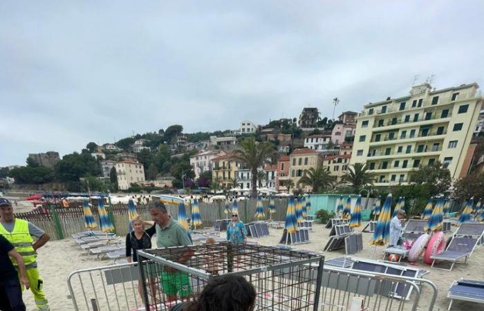Des tortues nichent sur la plage d’Arma di Taggia, quatrième cas en Ligurie depuis 2022 – Babboleo