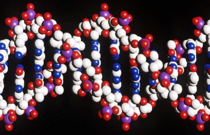 Découverte d’une nouvelle technique de reprogrammation de l’ADN