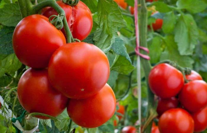 Les tomates, rien que des aliments sains : si vous les mangez ainsi, vous risquez de tomber très malade | Mieux vaut faire attention