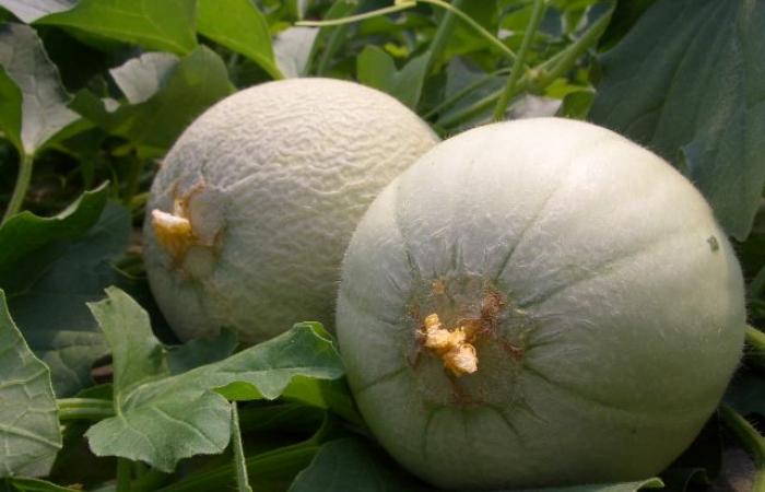 Confagricoltura Veneto : Melons, faible production et faible consommation en Vénétie
