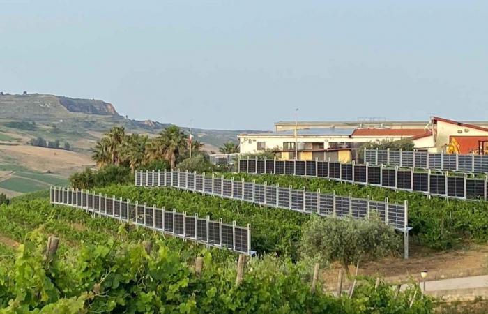 Agrivoltaïque vertical : en Sicile, bon vin et énergie propre sont produits ensemble grâce à des panneaux photovoltaïques double face (tous italiens)