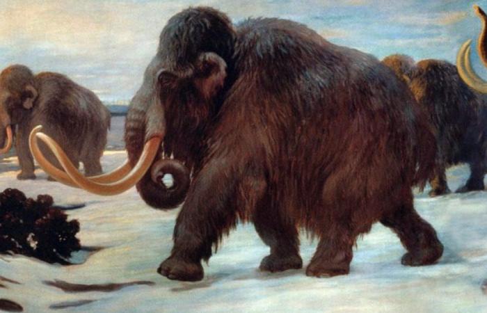 Nous savons maintenant comment est mort le dernier mammouth sur Terre