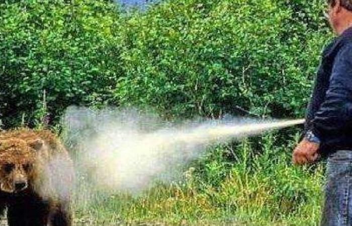Trente : « Pression sur Rome pour qu’elle étende l’utilisation de sprays anti-ours » – Actualités